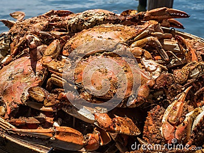 Steamed Maryland Blue Crabs Stock Photo