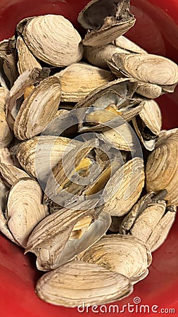 Steamers - clams New England tradition Stock Photo