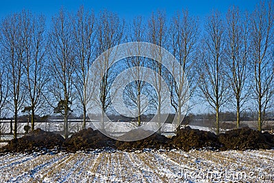 Steaming manure in a snowy stubble field. Stock Photo