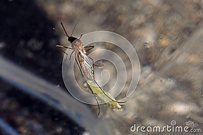 A stechmÃ¼cke (mosquito) Stock Photo