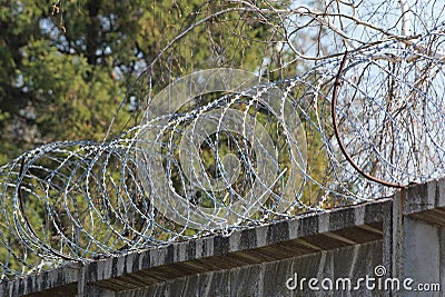 Steel barbed wire on a gray concrete fence against the background of tree branches Stock Photo