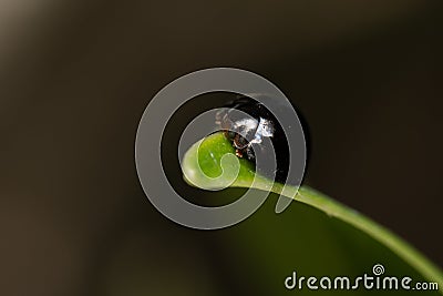 Steelblue Ladybird Beetle Stock Photo