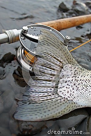 Steelhead Trout Tail Fly Fishing Stock Photo