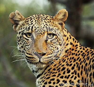 Steely-eyed leopard Stock Photo