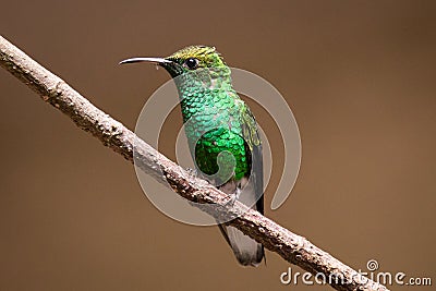 Steely-vented hummingbird Stock Photo