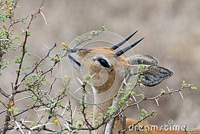 Steenbok male Stock Photo