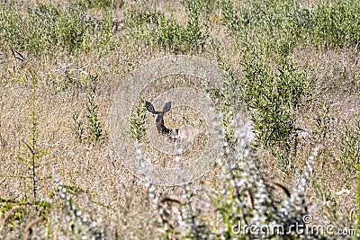 Steenbok, Raphicerus campestris, in Etosha National Park, Namibia Stock Photo
