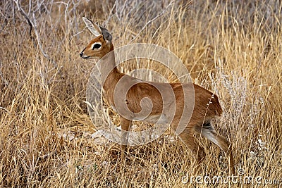 Steenbok, Raphicerus campestris,in the Etosha National Park, Namibia Stock Photo