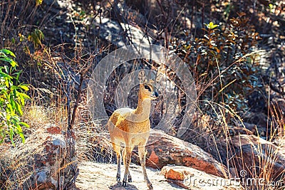 Steenbok Raphicerus campestris Stock Photo