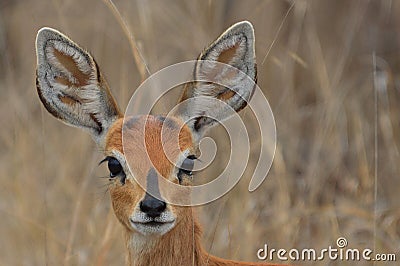 Steenbok {Raphicerus campestris} Stock Photo