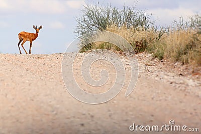 The steenbok Raphicerus campestris on the road. Male antelope on the horizon Stock Photo