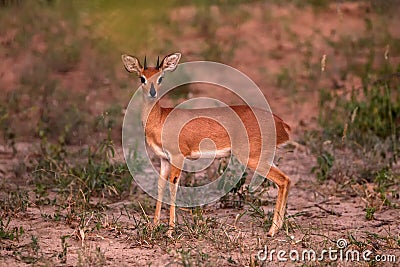 Steenbok - Raphicerus campestris, small shy beautiful antelope from African savannah and bushes, Etosha National Park, Namibia, Stock Photo