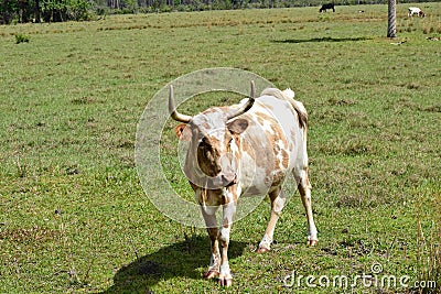 Steer at the Babcock Ranch Stock Photo