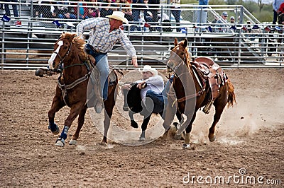 Steer wrestling Editorial Stock Photo