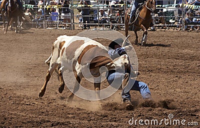 Steer Wrestling Stock Photo