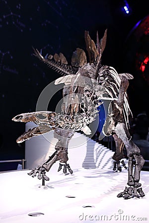 Stegosaurus Skeleton Editorial Stock Photo