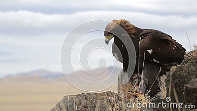 Steinadler steigt an stock video Steinadler steigt an stock video