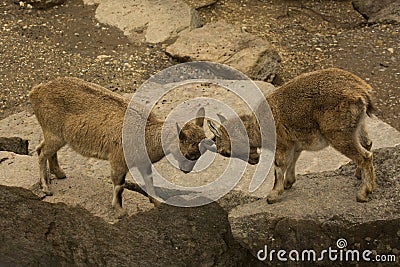 The Steinbock. Alpine Ibex Capra ibex. Stock Photo
