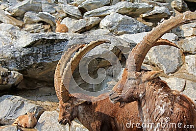 Steinbock, The Alpine ibex Stock Photo