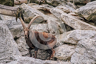 Steinbock Mountain Goat Stock Photo