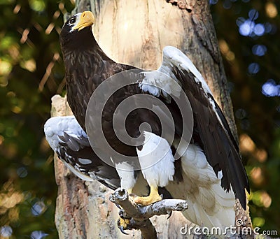 Stellar's Sea Eagle Haliaeetus Pelagicus Stock Photo