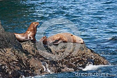 Stellar Sea Lions Stock Photo