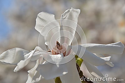 Stellate magnolia blossom mimics origami bird Stock Photo