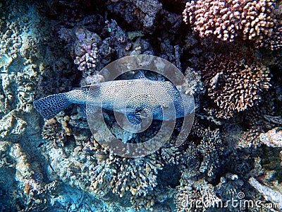 Stellate puffer fish in scenic coral landscape in Indian Ocean Stock Photo