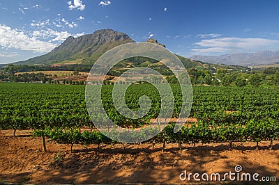 Stellenbosch American Express Wine Routes, South Africa Stock Photo