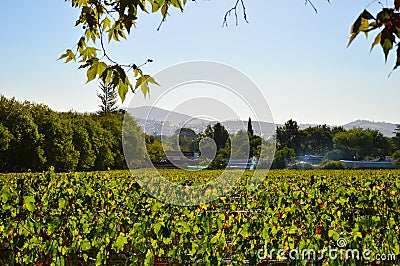 Stellenbosch cape wineland or vineyard of Pinotage grapes in Cape town Stock Photo