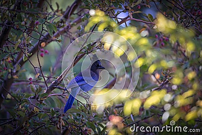 Steller`s Blue Jay sitting on a branch in the leaves of a tree Stock Photo