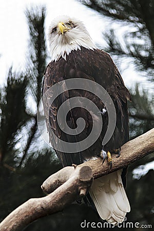 Bald eagle Stock Photo