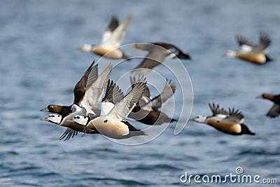 Steller's Eider flying Stock Photo