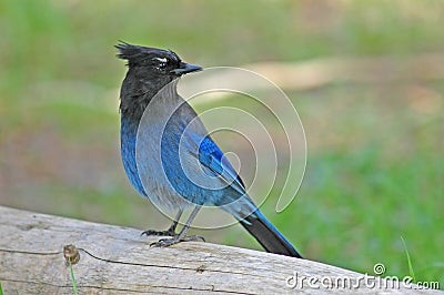 Steller's Jay (Cyanocitta stelleri) Stock Photo