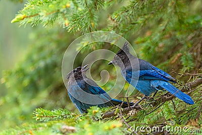 Steller`s jay Cyanocitta stelleri perching on fir bough in Glacier National Park, British Columbia, Canada Stock Photo