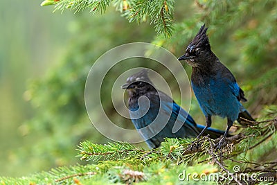 Steller`s jay Cyanocitta stelleri perching on fir bough in Glacier National Park, British Columbia, Canada Stock Photo