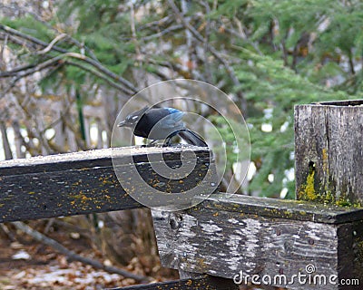 Steller`s Jay on Weathered Wood Stock Photo