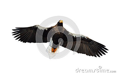 Steller`s sea eagle in flight. Stock Photo