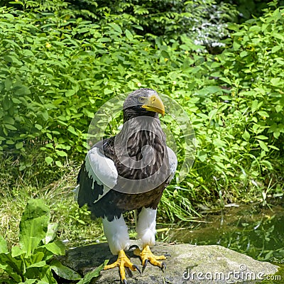 Steller`s sea eagle in Walsrode Bird Park, Germany. Large bird of prey Stock Photo