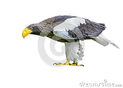 Steller`s sea eagle in Walsrode Bird Park. Horizontal. Isolated Stock Photo