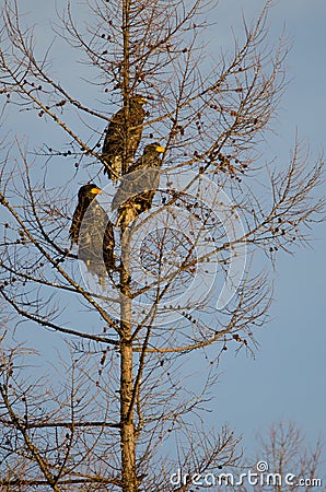 Steller's sea eagles on a tree. Stock Photo
