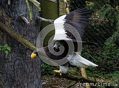 Steller Sea Eagle in Flight Stock Photo