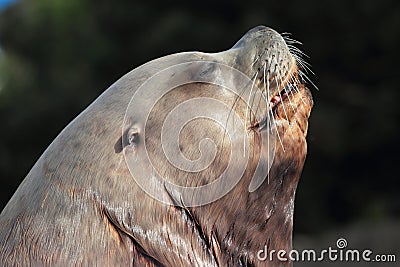 Steller sea lion Stock Photo