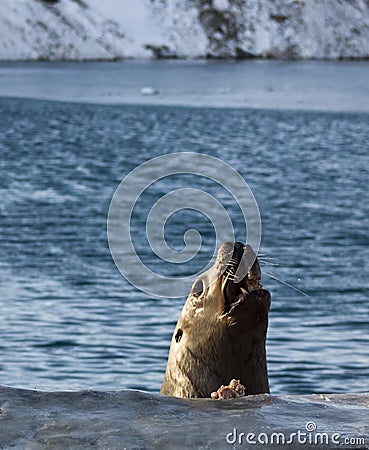 Steller sea lion Stock Photo