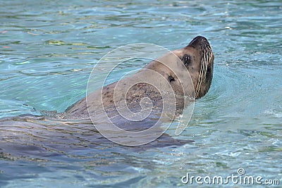 Steller Sea Lion in water Stock Photo