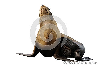 Steller sea lion isolated on white Stock Photo