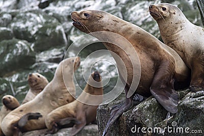 Steller sea lion sitting on a rock island in the Ocean Stock Photo