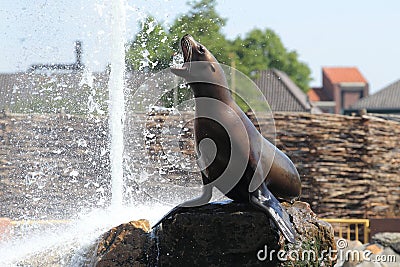 Steller sea lion Stock Photo