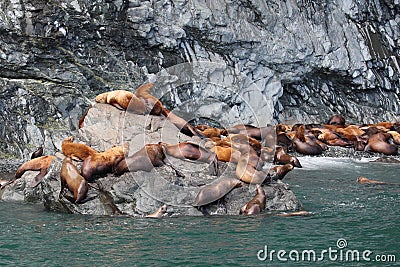 Steller Sea Lions Stock Photo