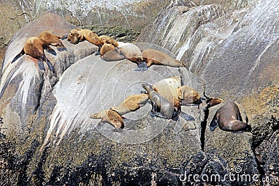 Steller Sea Lions on an Island in Kenai Fjords National Park in Alaska Stock Photo